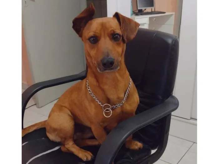 Cachorro ra a Salsicha  idade 5 anos nome Sam