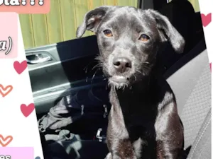 Cachorro raça SRD-ViraLata idade 7 a 11 meses nome Malu