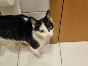 Gato raça SRD-ViraLata idade 2 anos nome Wandinha