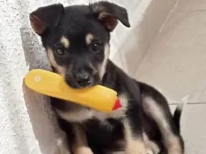 Cachorro raça Sem Raça Definida  idade 2 a 6 meses nome Filhote