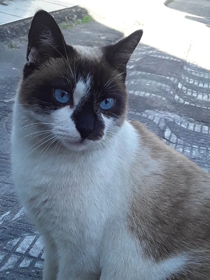 Gato ra a Srd idade 1 ano nome Menina