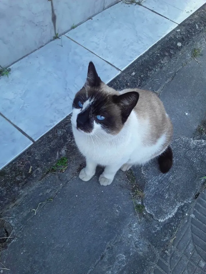 Gato ra a Srd idade 1 ano nome Menina