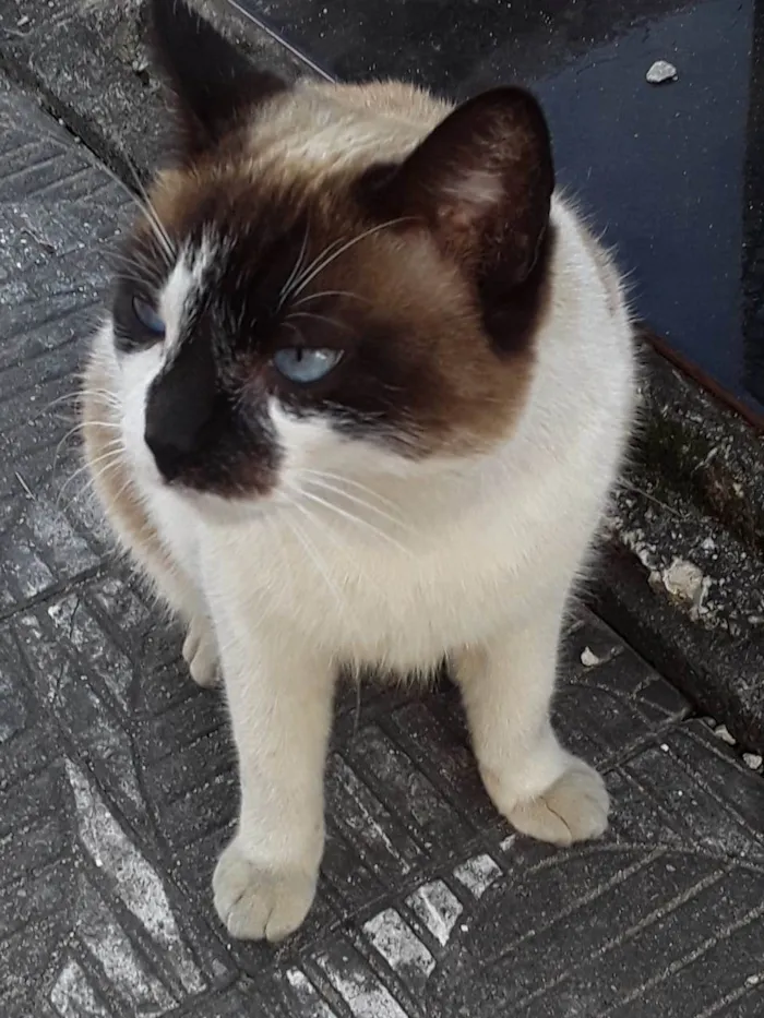 Gato ra a Srd idade 1 ano nome Menina
