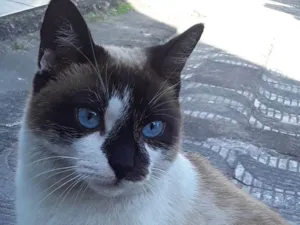 Gato raça Srd idade 1 ano nome Menina