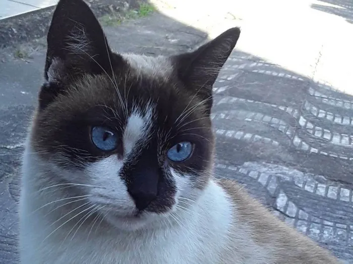 Gato ra a Srd idade 1 ano nome Menina