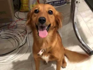 Cachorro raça Srd idade 1 ano nome Bella