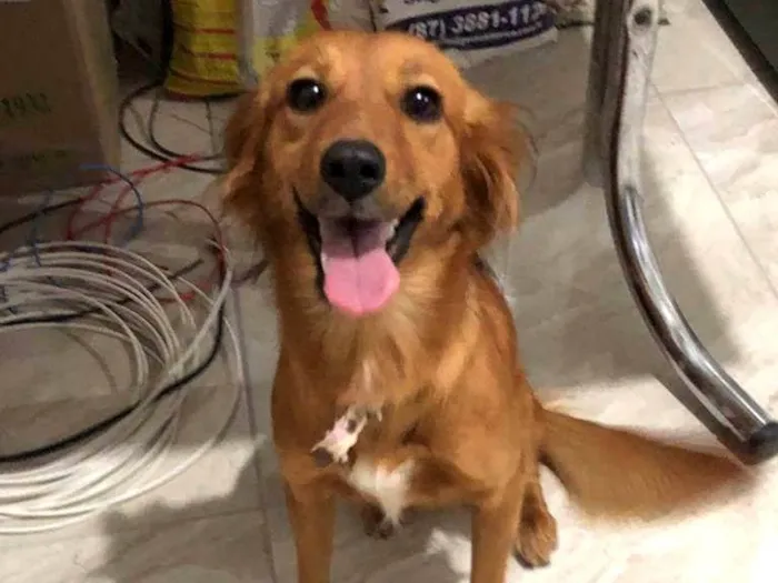 Cachorro raça Srd idade 1 ano nome Bella