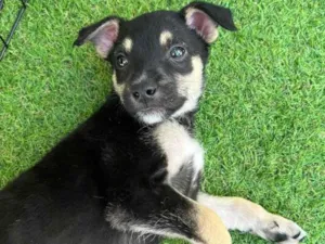 Cachorro raça SRD-ViraLata idade 2 a 6 meses nome Filhote