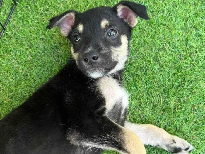 Cachorro ra a SRD-ViraLata idade 2 a 6 meses nome Filhote