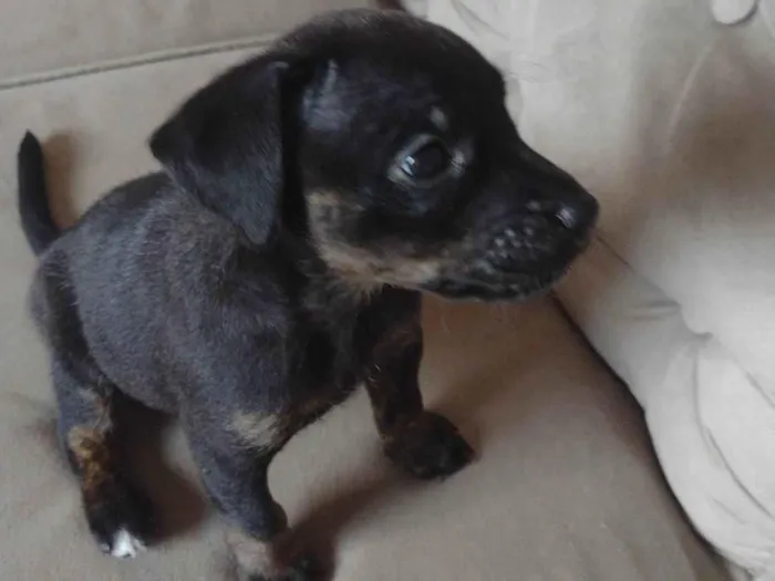 Cachorro raça  idade Abaixo de 2 meses nome Milk Shake 