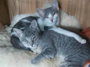 Gato raça SRD-ViraLata idade 7 a 11 meses nome VALENTINO E BEBEÍNHA