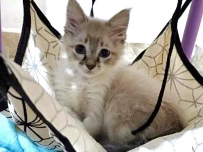 Gato raça SRD-ViraLata idade Abaixo de 2 meses nome Nuvem