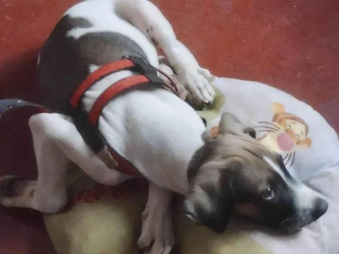 Cachorro ra a Misturado de americano  idade 2 a 6 meses nome Gustavo 