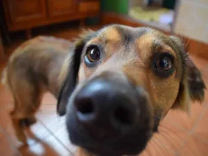 Cachorro raça SRD-ViraLata idade 7 a 11 meses nome Lobinho