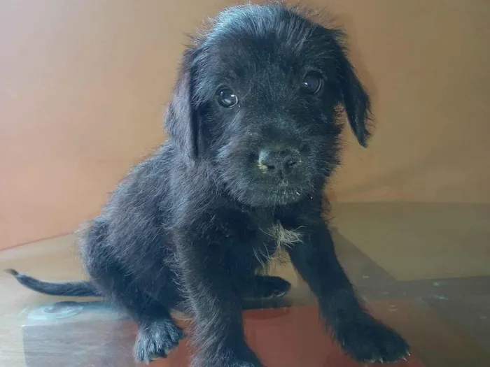 Cachorro ra a SRD idade 2 a 6 meses nome Nome não definido 