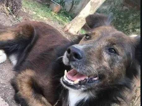 Cachorro raça SRD-ViraLata idade 4 anos nome Cappuccino