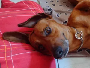 Cachorro raça Salsicha  idade 5 anos nome Sam