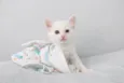 Tom