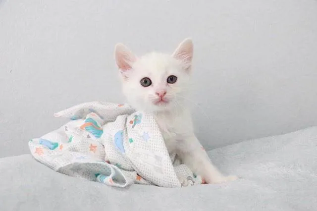 Gato ra a Srd idade Abaixo de 2 meses nome Tom