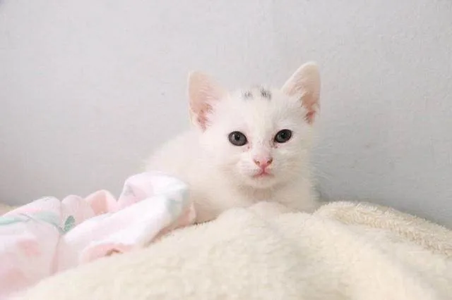 Gato ra a Srd idade Abaixo de 2 meses nome Mia