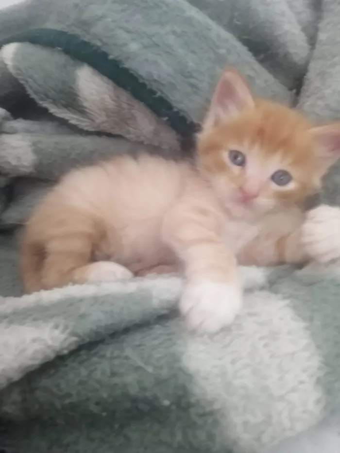 Gato ra a Srd idade Abaixo de 2 meses nome Fagulha