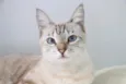 Celeste 