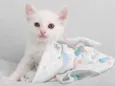 Tom