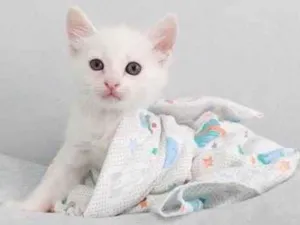 Gato raça Srd idade Abaixo de 2 meses nome Tom