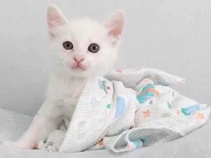 Gato ra a Srd idade Abaixo de 2 meses nome Tom