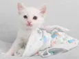 Tom