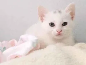 Gato raça Srd idade Abaixo de 2 meses nome Mia