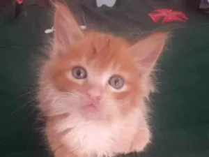 Gato raça Srd idade Abaixo de 2 meses nome Fagulha