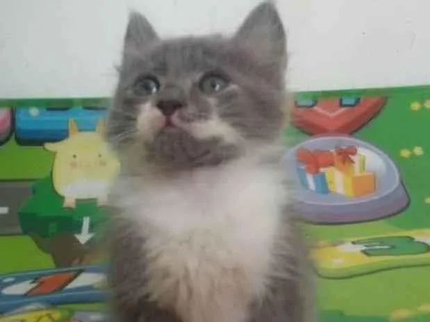 Gato ra a Srd idade Abaixo de 2 meses nome Fumaça 
