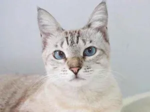Gato raça Srd idade 1 ano nome Celeste 
