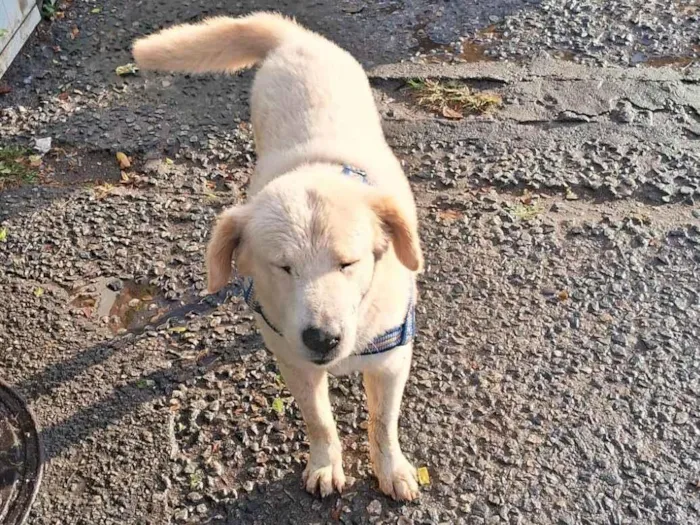 Cachorro ra a Labrador idade 7 a 11 meses nome Bruce