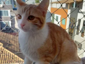 Gato raça Sem raça definida  idade 2 a 6 meses nome Shanti