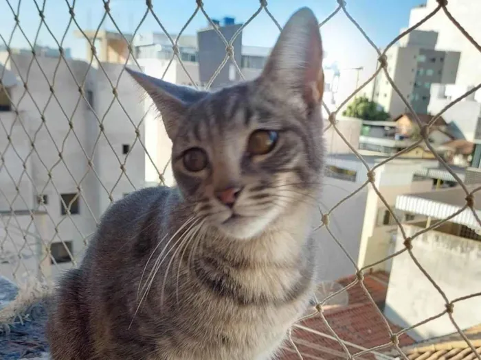 Gato raça Sem raça definida  idade 2 a 6 meses nome Titi