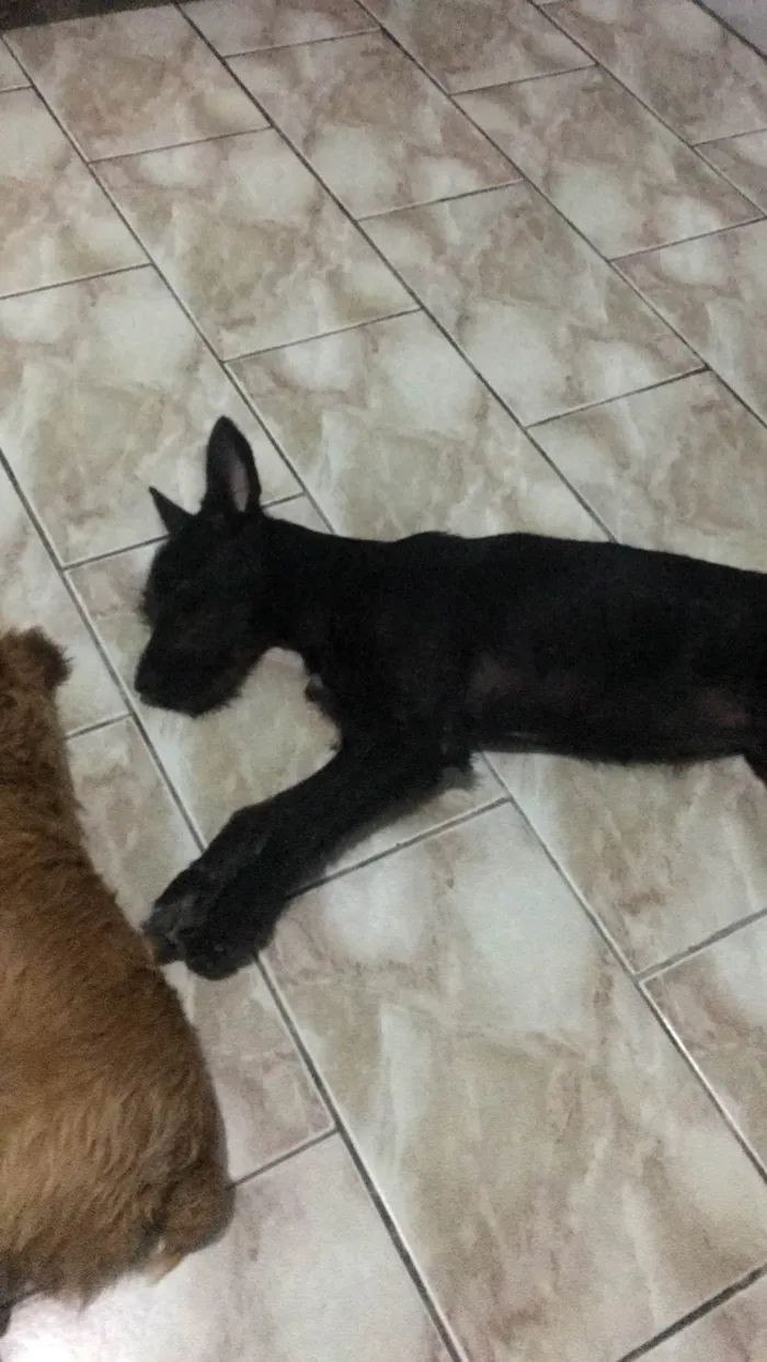 Cachorro ra a SRD-ViraLata idade 2 anos nome Nega