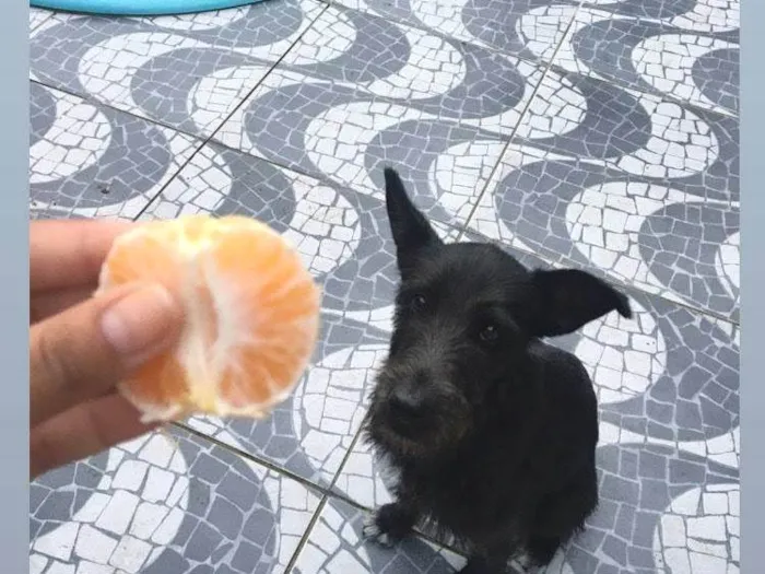 Cachorro ra a SRD-ViraLata idade 2 anos nome Nega