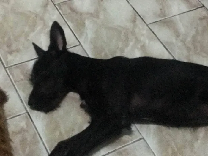 Cachorro ra a SRD-ViraLata idade 2 anos nome Nega