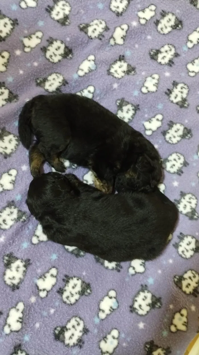 Cachorro ra a Sem raça definida  idade Abaixo de 2 meses nome Sem nome