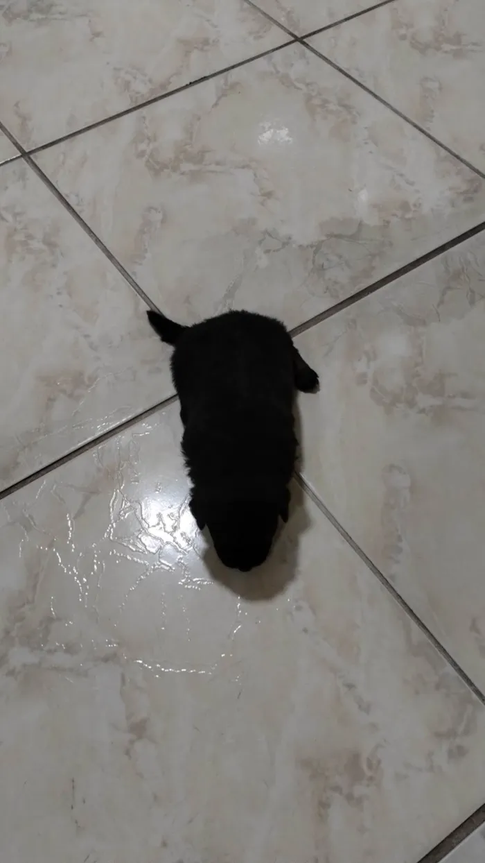 Cachorro ra a Sem raça definida  idade Abaixo de 2 meses nome Sem nome