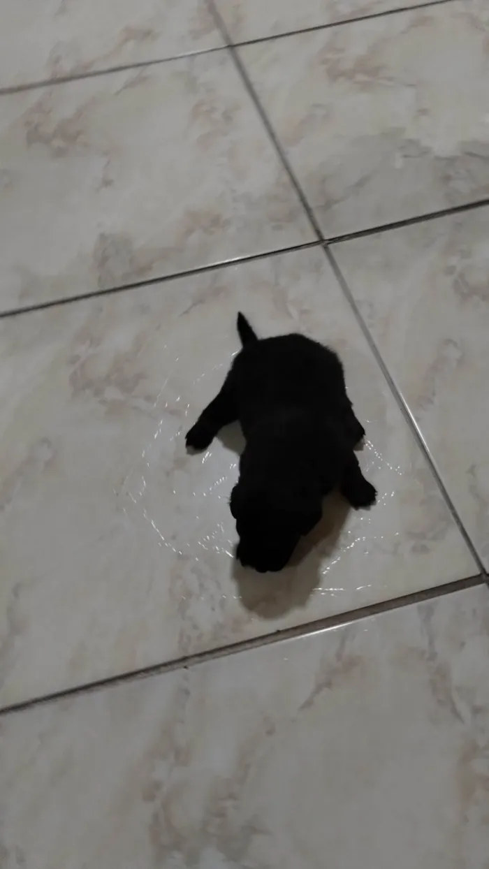 Cachorro ra a Sem raça definida  idade Abaixo de 2 meses nome Sem nome