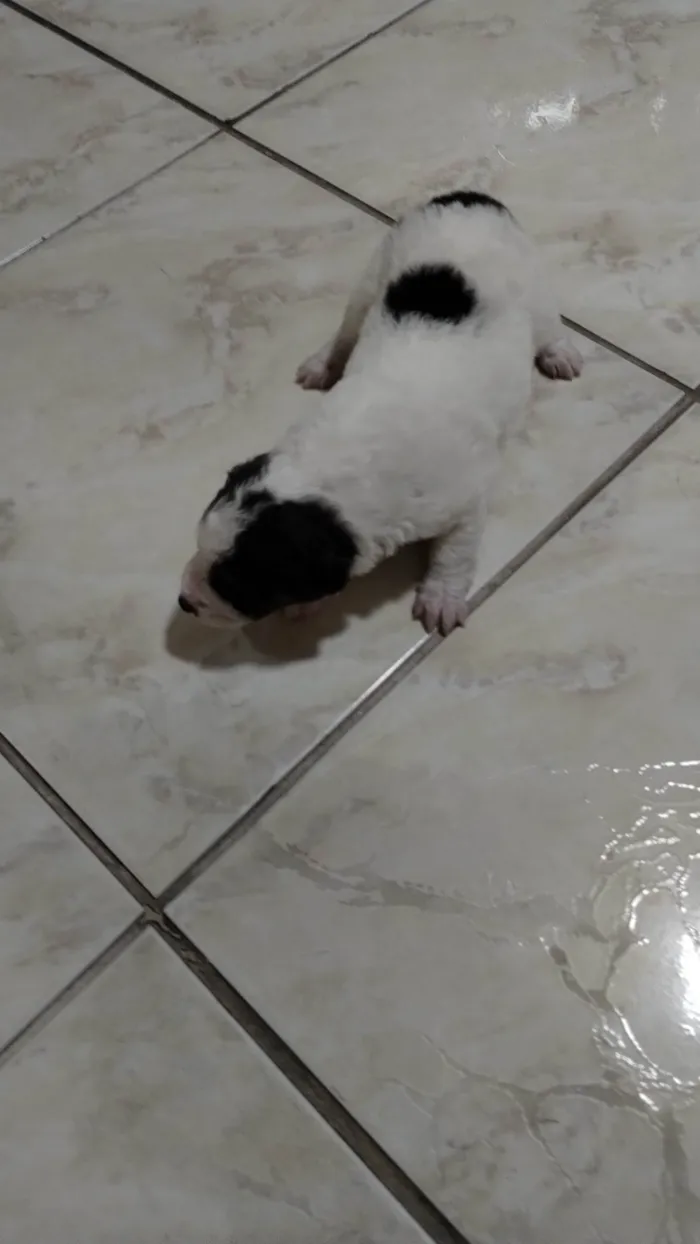 Cachorro ra a Sem raça definida  idade Abaixo de 2 meses nome Sem nome