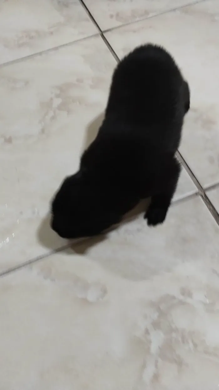 Cachorro ra a Sem raça definida  idade Abaixo de 2 meses nome Sem nome