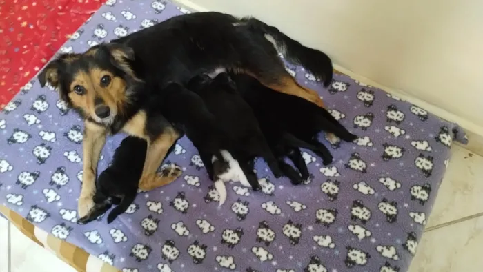 Cachorro ra a Sem raça definida  idade Abaixo de 2 meses nome Sem nome