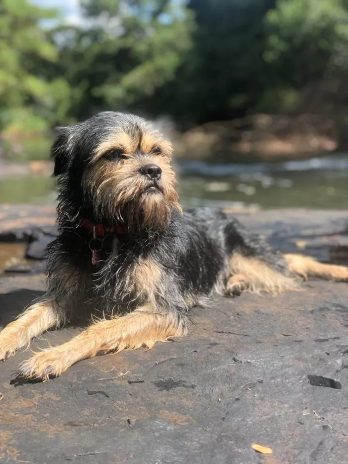 Cachorro ra a SRD idade 2 anos nome Lamas