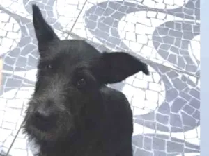 Cachorro raça SRD-ViraLata idade 2 anos nome Nega