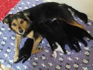 Cachorro raça Sem raça definida  idade Abaixo de 2 meses nome Sem nome
