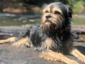 Cachorro raça SRD idade 2 anos nome Lamas